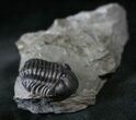 Detailed Eldredgeops Trilobite - New York #14039-2